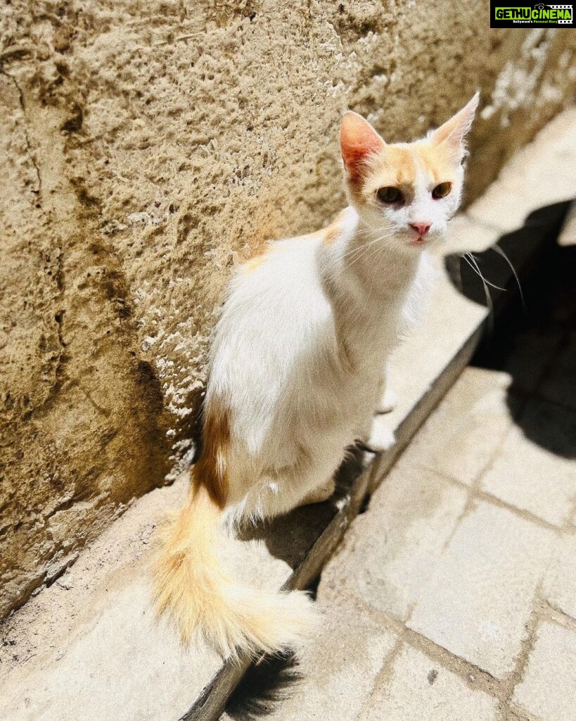 Malavika Mohanan Instagram - When you realise you’ve travelled 8066 kms to mainly take pictures of cats 🐈 #NotComplainingThough #CatsOfMorocco