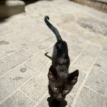 Malavika Mohanan Instagram - When you realise you’ve travelled 8066 kms to mainly take pictures of cats 🐈 #NotComplainingThough #CatsOfMorocco