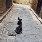 Malavika Mohanan Instagram - When you realise you’ve travelled 8066 kms to mainly take pictures of cats 🐈 #NotComplainingThough #CatsOfMorocco