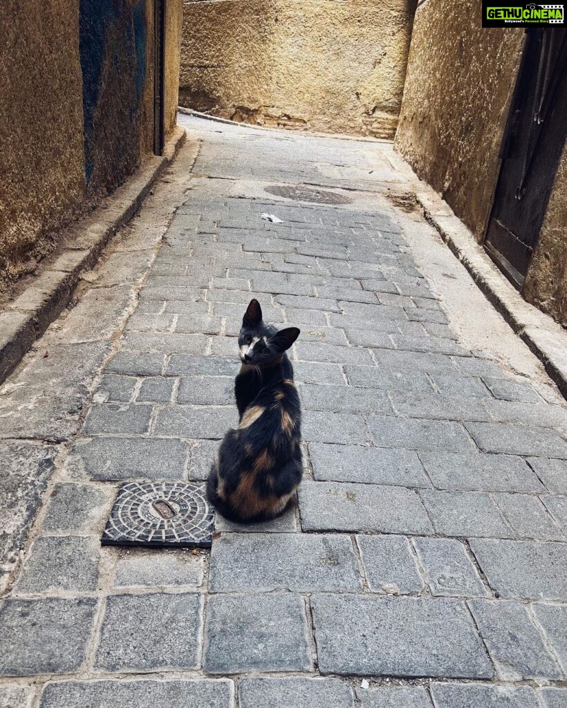 Malavika Mohanan Instagram - When you realise you’ve travelled 8066 kms to mainly take pictures of cats 🐈 #NotComplainingThough #CatsOfMorocco