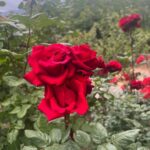 Malavika Mohanan Instagram - Highlights of yesterday- •A lovely hike at the foothills of the highest peak in North Africa 🏔 •Stopping for lunch at this stunningly scenic mountain retreat ‘Kasbah du Toubkal’ which is popularly regarded as one of the most beautiful retreats in the world 🍛 •So many pretty wild roses everywhere 🌹 •Picking fresh(and the sweetest) cherries from a cherry farm on our way down the hill and nomnom-ing to my heart’s content 🍒 It was a good day ♥️