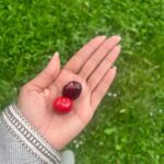 Malavika Mohanan Instagram - Highlights of yesterday- •A lovely hike at the foothills of the highest peak in North Africa 🏔 •Stopping for lunch at this stunningly scenic mountain retreat ‘Kasbah du Toubkal’ which is popularly regarded as one of the most beautiful retreats in the world 🍛 •So many pretty wild roses everywhere 🌹 •Picking fresh(and the sweetest) cherries from a cherry farm on our way down the hill and nomnom-ing to my heart’s content 🍒 It was a good day ♥️