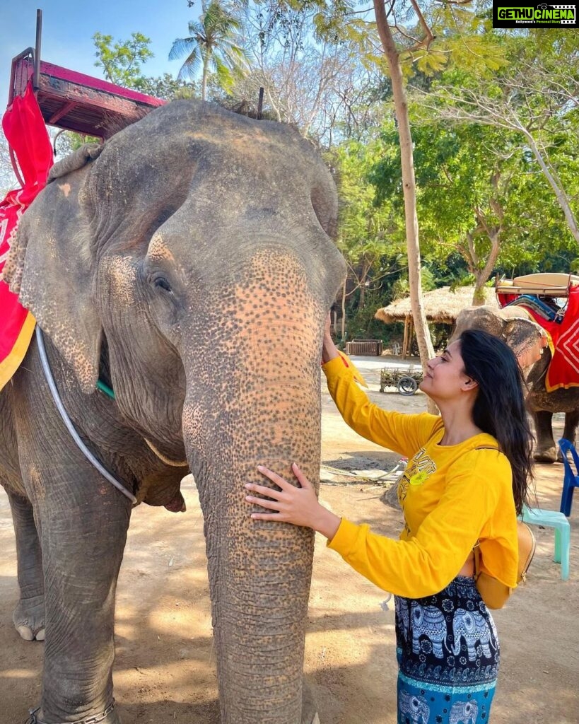 Malti Chahar Instagram - The more I meet them,the more I fall in love with them🐘❤ #cutest #elephant #love Thailand