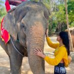 Malti Chahar Instagram – The more I meet them,the more I fall in love with them🐘❤️
#cutest #elephant #love Thailand