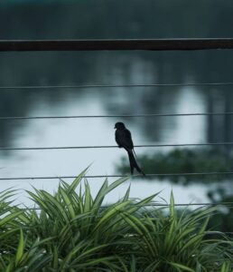 Mammootty Instagram - Morning guests !

#myphotography #oldhobbies #stayinghome #stayingsafe