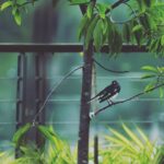 Mammootty Instagram - Morning guests ! #myphotography #oldhobbies #stayinghome #stayingsafe
