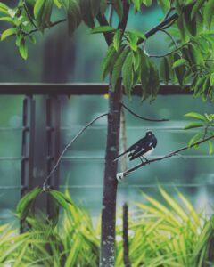 Mammootty Instagram - Morning guests !

#myphotography #oldhobbies #stayinghome #stayingsafe