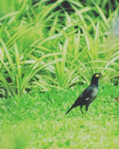 Mammootty Instagram - Morning guests !

#myphotography #oldhobbies #stayinghome #stayingsafe