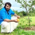 Mammootty Instagram - Harvesting Sun Drops ! ☀️🍊 #sundrop #fruittrees #lockdowngardening