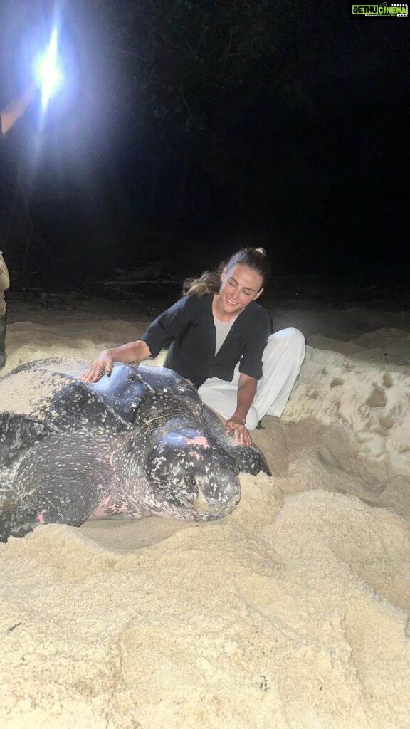 Mandana Karimi Instagram - Meeting this Mama 🐢 was a humbling experience. Mother Nature never ceases to amaze me! These majestic turtles swim for miles to return to the very place they were born, just to lay their precious eggs. The odds of survival for these eggs are a mere 1%! Can you imagine? Out of hundreds of eggs, only a handful manage to survive. Yet, year after year, they embark on this incredible journey with unwavering patience and care. Trinidad, you have gifted me with a lifetime experience that fills my heart with deep gratitude. Thank you, from the depths of my soul. #MotherNature #TurtleLove #GratefulHeart City Of Port-Of-Spain, Port-Of-Spain, Trinidad And Tobago
