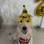 Maryam Zakaria Instagram - We love you so much @rockycutiegolden happy birthday 🥳🎂❤️❤️❤️🐾