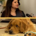 Megha Dhade Instagram – Pets विषयी @meghadhade ने दिला एक खास सल्ला. 

नक्की पाहा “My Pet Stories” फक्त अल्ट्रा मराठीबझच्या #youtubechannel वर.
..
..
#meghadhade #celebspet #petslove #petslovers #newreels #petsagram #instagood #instareels #entertainment #exlusive #ultramarathibuzz