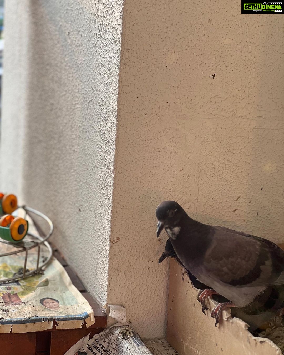 Mimi Chakraborty Instagram - My little Peace angels grew so big. Had saved her/his mom(not sure) during a storm since than they stay in our balcony. They are so familiar with my touch that nvr try to fly away from me.Although now i visit this place very less but whenever i do they welcome me with the same love nd warmth. FYI: (They are free birds not caged )