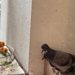 Mimi Chakraborty Instagram - My little Peace angels grew so big. Had saved her/his mom(not sure) during a storm since than they stay in our balcony. They are so familiar with my touch that nvr try to fly away from me.Although now i visit this place very less but whenever i do they welcome me with the same love nd warmth. FYI: (They are free birds not caged )