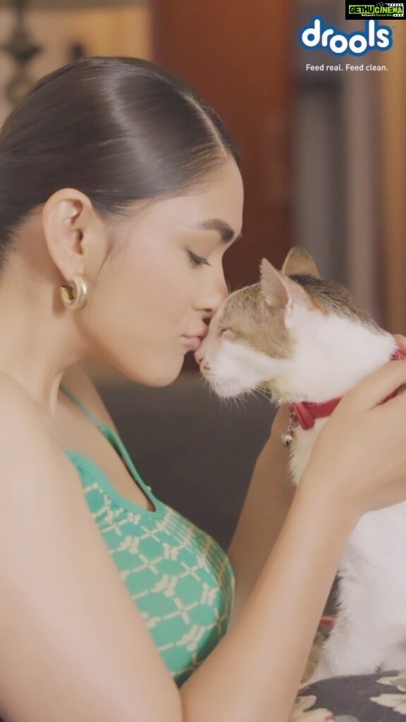 Mrunal Thakur Instagram - Keeping Billo happy, healthy & active has always been my top priority ! And when it comes to her diet, I only choose the best. @Droolsindia is made with 100% real & wholesome ingredients, providing your pets with delicious nutrition! ❤️ Choose wise. Choose drools 🐾🐾 #droolsindia #petlovers #catfood #pethealth #petfood #petparents #petnutrition