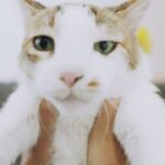 Mrunal Thakur Instagram - Am I obsessed with my cat??? Hell YES! He’s my go-to after a long stressful day at work. And his health & well-being is always my priority. That’s why I choose @Droolsindia , made with 100% real & wholesome ingredients. Drools Cat Food offers a delicious nutritious meal that Billo cannot resist! ❤️ Drools- Feed Real Feed Clean 🐾 @billoboythakur #droolsindia #pets #catfood #catmom #pethealth #petnutrition