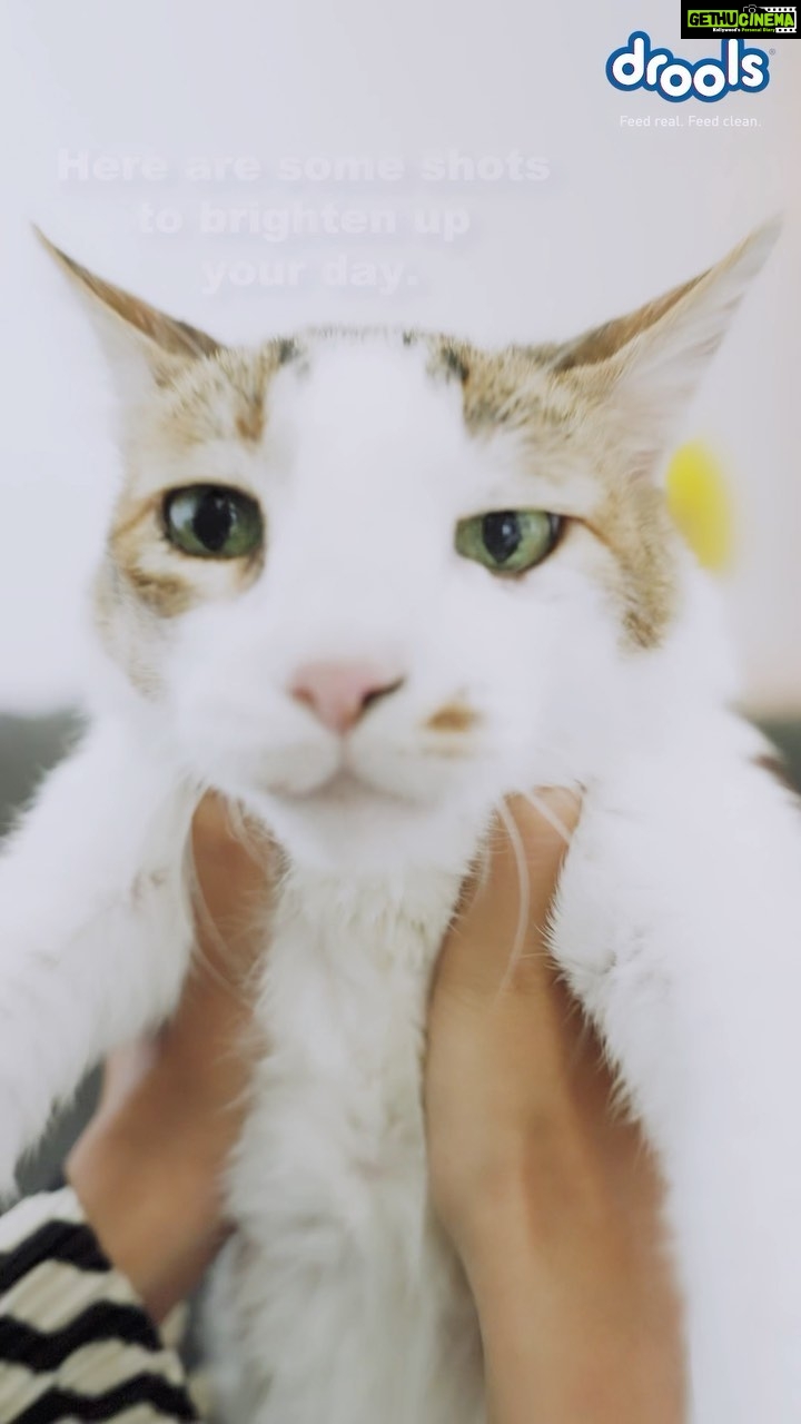 Mrunal Thakur Instagram - Am I obsessed with my cat??? Hell YES! He’s my go-to after a long stressful day at work. And his health & well-being is always my priority. That’s why I choose @Droolsindia , made with 100% real & wholesome ingredients. Drools Cat Food offers a delicious nutritious meal that Billo cannot resist! ❤️ Drools- Feed Real Feed Clean 🐾 @billoboythakur #droolsindia #pets #catfood #catmom #pethealth #petnutrition