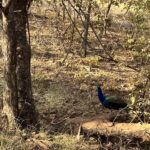 Mrunal Thakur Instagram - Ranthambore you have my ❤️ @sixsensesfortbarwara and @shashank.ranthambhore thank you for arranging the safari! Had so much fun ❤️