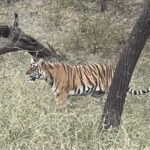 Mrunal Thakur Instagram - Ranthambore you have my ❤️ @sixsensesfortbarwara and @shashank.ranthambhore thank you for arranging the safari! Had so much fun ❤️