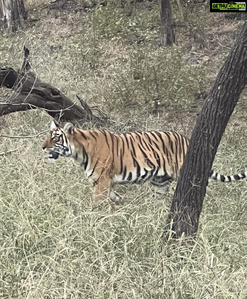 Mrunal Thakur Instagram - Ranthambore you have my ❤️ @sixsensesfortbarwara and @shashank.ranthambhore thank you for arranging the safari! Had so much fun ❤️