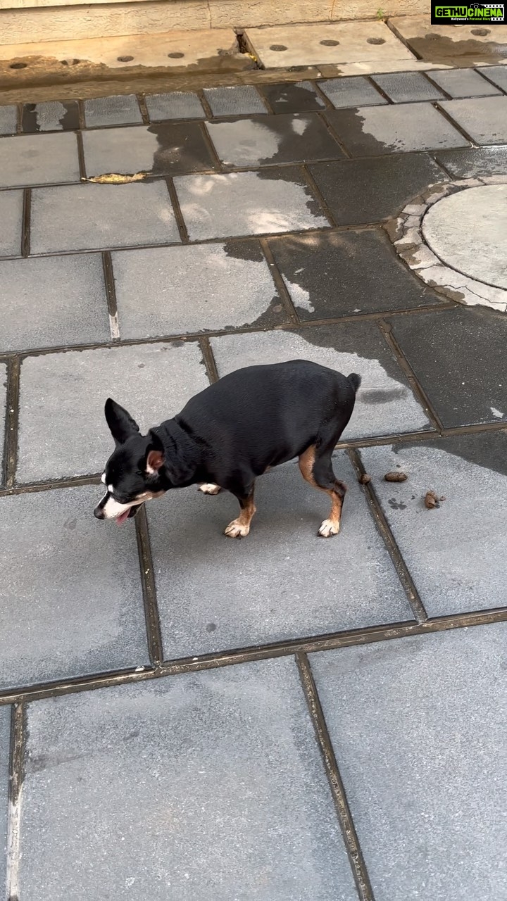 Mumaith Khan Instagram - Such short little lives our pets have to spend with us, and they spend most of it waiting for us to come home each day. It is amazing how much love and laughter they bring into our lives and even how much closer we become with each other because of them.-John grogan😇 #loyaldog #dog #animal #happydog #doglife #pet #friendlydog #familypet #plainadorable #familyfriendly #cutenessoverload #thereapydog #obidientdog #servicedog #chillingdog #petlife #dogsofinstagram #doglover #staringotherway #mixbreed #dogs #energeticdog #affectionatedog #chihuahua #chihuahualife #cutedog #standingtall #familydog #purebreed #cute 💖🌸🥰