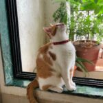 Munmun Dutta Instagram – My older baby Mau is 6 years today 😍❤️

Exactly 6 years ago on this day, while shooting in a different set that I found this little kitten wandering around without her mother and was constantly crying out due to hunger. 
  She kept on walking into the frame of the scene and we had to cut the shot few times. 
Post pack up , after I left the set, while waiting at the traffic light, something stirred in me and I decided to take a U turn and go back to find her. 
She was still loitering around searching for food and I decided to carry her home with me not knowing what to do with her. 
After a few days of adjustment there was no looking back. 
She is my heart, my love, my baby and the queen of our home and my life ❤️😍🥹🥹
.

It’s our Poila Boishakh today (bengali new year ) and I celebrate this day as her birthday 🎉 for walking into my life and changing it forever 🥹❤️

.
#adoptdontshop #munmundutta #mycatisawesome #mylove❤️