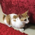 Munmun Dutta Instagram – My older baby Mau is 6 years today 😍❤️

Exactly 6 years ago on this day, while shooting in a different set that I found this little kitten wandering around without her mother and was constantly crying out due to hunger. 
  She kept on walking into the frame of the scene and we had to cut the shot few times. 
Post pack up , after I left the set, while waiting at the traffic light, something stirred in me and I decided to take a U turn and go back to find her. 
She was still loitering around searching for food and I decided to carry her home with me not knowing what to do with her. 
After a few days of adjustment there was no looking back. 
She is my heart, my love, my baby and the queen of our home and my life ❤️😍🥹🥹
.

It’s our Poila Boishakh today (bengali new year ) and I celebrate this day as her birthday 🎉 for walking into my life and changing it forever 🥹❤️

.
#adoptdontshop #munmundutta #mycatisawesome #mylove❤️