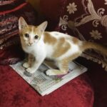 Munmun Dutta Instagram – My older baby Mau is 6 years today 😍❤️

Exactly 6 years ago on this day, while shooting in a different set that I found this little kitten wandering around without her mother and was constantly crying out due to hunger. 
  She kept on walking into the frame of the scene and we had to cut the shot few times. 
Post pack up , after I left the set, while waiting at the traffic light, something stirred in me and I decided to take a U turn and go back to find her. 
She was still loitering around searching for food and I decided to carry her home with me not knowing what to do with her. 
After a few days of adjustment there was no looking back. 
She is my heart, my love, my baby and the queen of our home and my life ❤️😍🥹🥹
.

It’s our Poila Boishakh today (bengali new year ) and I celebrate this day as her birthday 🎉 for walking into my life and changing it forever 🥹❤️

.
#adoptdontshop #munmundutta #mycatisawesome #mylove❤️