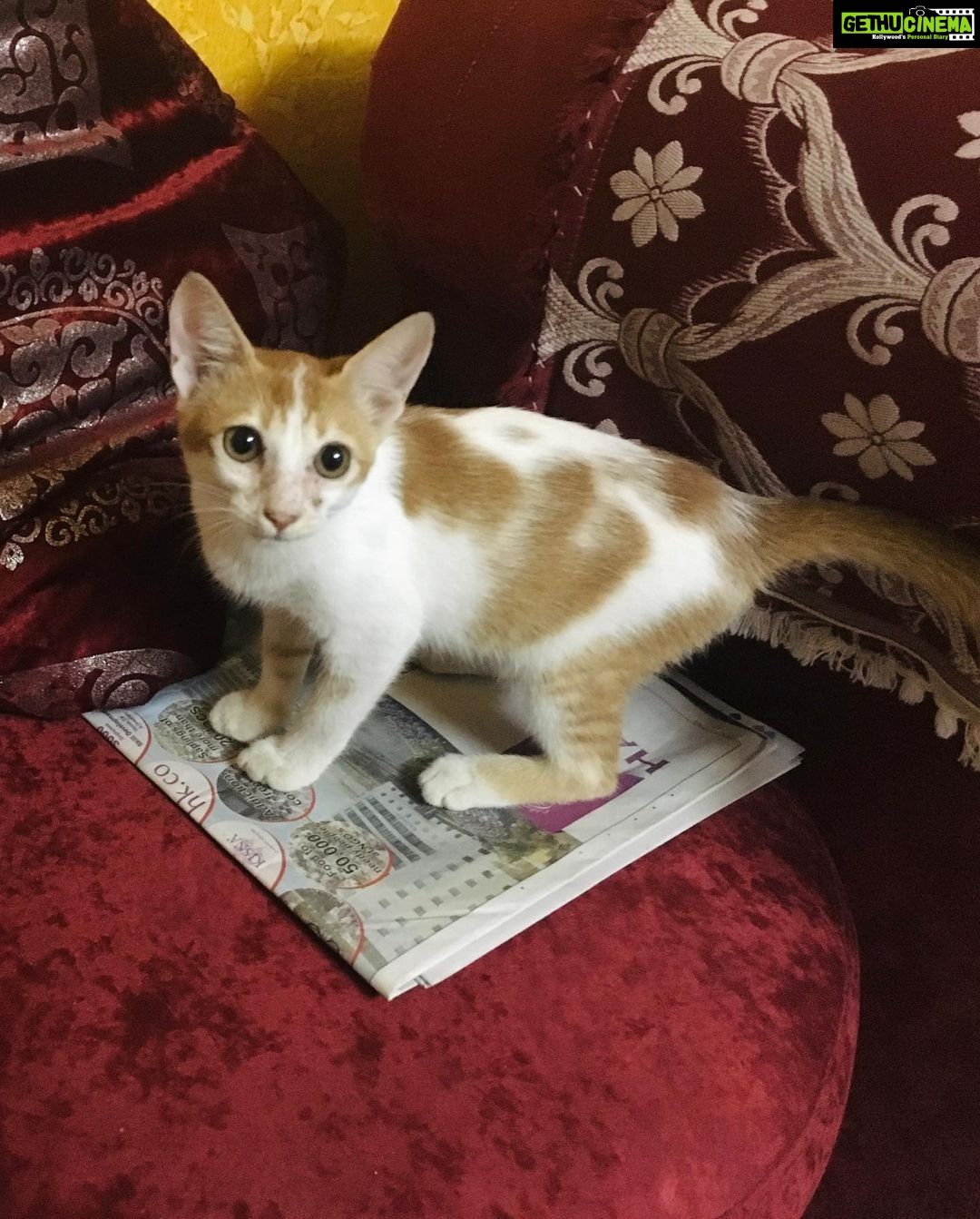 Munmun Dutta Instagram - My older baby Mau is 6 years today 😍❤️ Exactly 6 years ago on this day, while shooting in a different set that I found this little kitten wandering around without her mother and was constantly crying out due to hunger. She kept on walking into the frame of the scene and we had to cut the shot few times. Post pack up , after I left the set, while waiting at the traffic light, something stirred in me and I decided to take a U turn and go back to find her. She was still loitering around searching for food and I decided to carry her home with me not knowing what to do with her. After a few days of adjustment there was no looking back. She is my heart, my love, my baby and the queen of our home and my life ❤️😍🥹🥹 . It’s our Poila Boishakh today (bengali new year ) and I celebrate this day as her birthday 🎉 for walking into my life and changing it forever 🥹❤️ . #adoptdontshop #munmundutta #mycatisawesome #mylove❤️