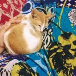 Munmun Dutta Instagram – My older baby Mau is 6 years today 😍❤️

Exactly 6 years ago on this day, while shooting in a different set that I found this little kitten wandering around without her mother and was constantly crying out due to hunger. 
  She kept on walking into the frame of the scene and we had to cut the shot few times. 
Post pack up , after I left the set, while waiting at the traffic light, something stirred in me and I decided to take a U turn and go back to find her. 
She was still loitering around searching for food and I decided to carry her home with me not knowing what to do with her. 
After a few days of adjustment there was no looking back. 
She is my heart, my love, my baby and the queen of our home and my life ❤️😍🥹🥹
.

It’s our Poila Boishakh today (bengali new year ) and I celebrate this day as her birthday 🎉 for walking into my life and changing it forever 🥹❤️

.
#adoptdontshop #munmundutta #mycatisawesome #mylove❤️