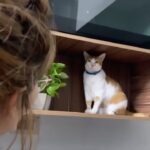 Munmun Dutta Instagram – My baby .. My MAU🐱 😘❤️😍 
.
.
.
#munmundutta #mycat #mylove #catstagram #mybaby #adoptdontshop #adoptdontshop🐾 #reels #animallove