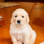 Naina Sarwar Instagram - Meet our newest family member🌈 👑 ŔÖĻËX👑