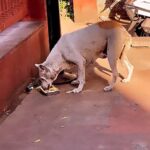 Namitha Instagram – Feeding animals helps in releasing dopamine and oxytocin in us. Don’t believe in me 🙃 just try once and let me know 😊
#bowwow #animals #straydogs #unconditionallove❤️ #puresouls #animal Surat, Gujarat