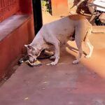 Namitha Instagram - Feeding animals helps in releasing dopamine and oxytocin in us. Don’t believe in me 🙃 just try once and let me know 😊 #bowwow #animals #straydogs #unconditionallove❤️ #puresouls #animal Surat, Gujarat