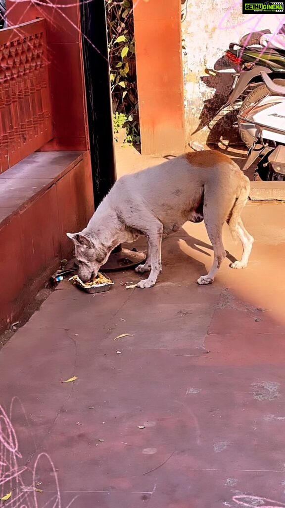 Namitha Instagram - Feeding animals helps in releasing dopamine and oxytocin in us. Don’t believe in me 🙃 just try once and let me know 😊 #bowwow #animals #straydogs #unconditionallove❤ #puresouls #animal Surat, Gujarat
