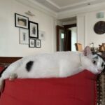 Nandita Das Instagram - Two women home alone. Ms. Miso has a more enviable life though. Eat, reflect, eat some more, cuddle, stretch, and so on.