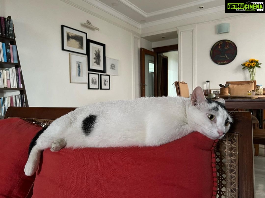 Nandita Das Instagram - Two women home alone. Ms. Miso has a more enviable life though. Eat, reflect, eat some more, cuddle, stretch, and so on.