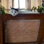 Nandita Das Instagram - Two women home alone. Ms. Miso has a more enviable life though. Eat, reflect, eat some more, cuddle, stretch, and so on.