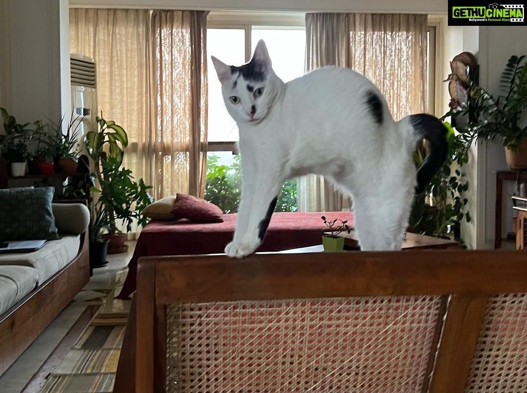 Nandita Das Instagram - Two women home alone. Ms. Miso has a more enviable life though. Eat, reflect, eat some more, cuddle, stretch, and so on.
