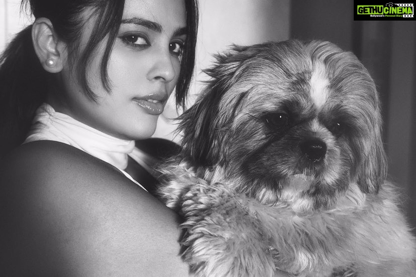 Nandita Swetha Instagram - World 🐶🐶🐶 📸📸📸 @antonyfernandophotography @withlovekushi . #shitzu #pet #love #kushi Bangalore, India