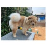 Naveen Chandra Instagram - A grooming day ! Kukku boy 🤍 Missing you badly . . . . . #chowchow #chowchowlife