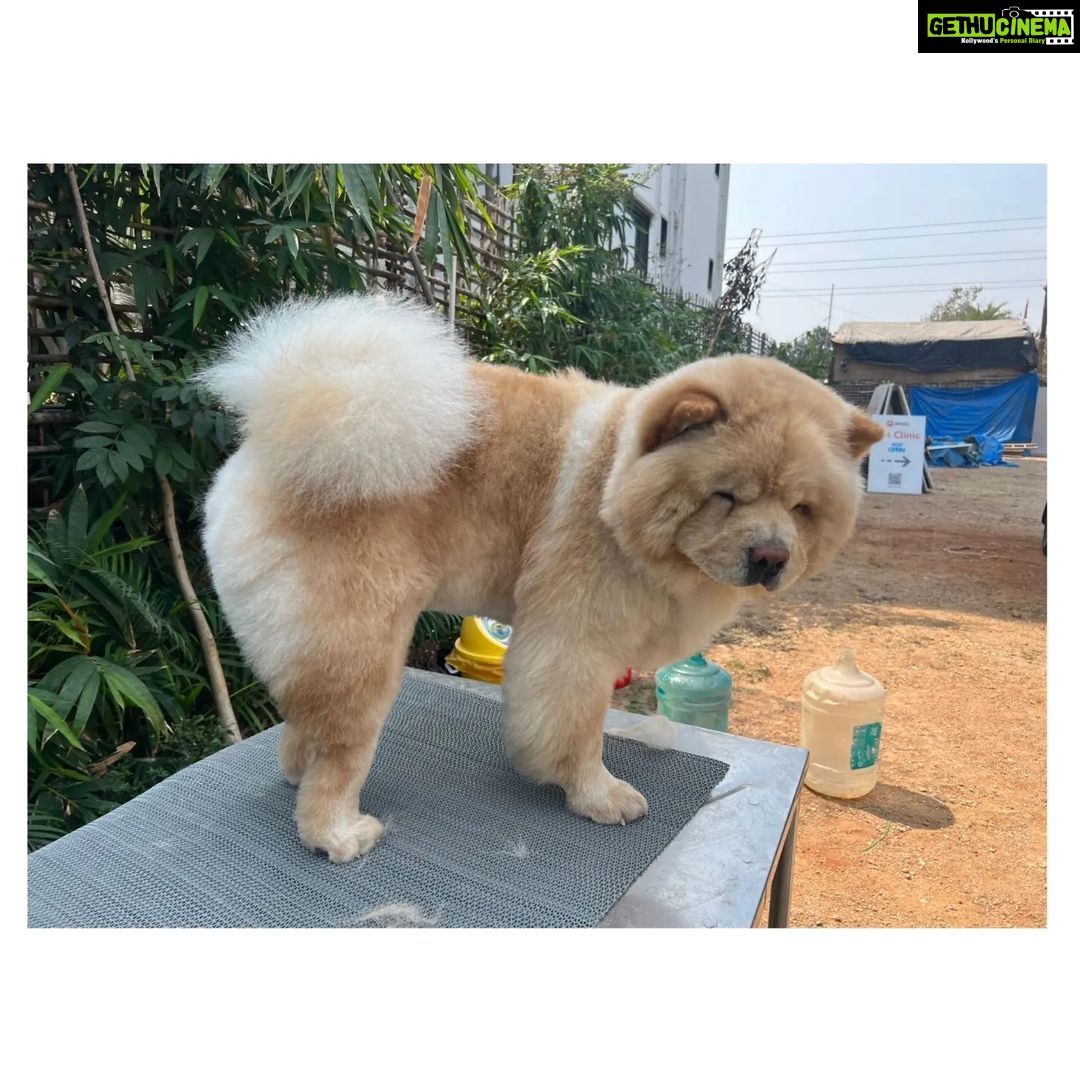 Naveen Chandra Instagram - A grooming day ! Kukku boy 🤍 Missing you badly . . . . . #chowchow #chowchowlife