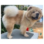 Naveen Chandra Instagram - A grooming day ! Kukku boy 🤍 Missing you badly . . . . . #chowchow #chowchowlife