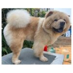 Naveen Chandra Instagram – A grooming day ! Kukku boy 🤍
Missing you badly .
.
.
.
.
#chowchow #chowchowlife