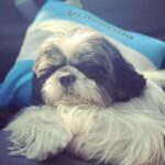 Nazriya Nazim Instagram - Happy birthday to my little heartbeat …. All of 8 ….🤍 In the last eight years ….my heart has been happier .. you are pure love n I got lucky u chose us ! Ur our sunshine U have made our home a happier place … Ur such a good boy …my ANGEL BOY ! 🐶 Till the last breath leaves my body or yours and beyond ! I promise ! Happy birthday my lil Oreo ! Ur my whole heart ! ♥️