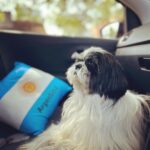 Nazriya Nazim Instagram - Happy birthday to my little heartbeat …. All of 8 ….🤍 In the last eight years ….my heart has been happier .. you are pure love n I got lucky u chose us ! Ur our sunshine U have made our home a happier place … Ur such a good boy …my ANGEL BOY ! 🐶 Till the last breath leaves my body or yours and beyond ! I promise ! Happy birthday my lil Oreo ! Ur my whole heart ! ♥️