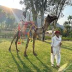 Neha Sharma Instagram – 🐪😂💫💕 Thankful for the time we have had at @amanbagh 

#amanbagh #TheSpiritOfAman #AmanWellness #AmanFoodie #amanadventure #camelride #incredibleindia #rajasthan #aman @aishasharma25