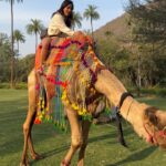 Neha Sharma Instagram – 🐪😂💫💕 Thankful for the time we have had at @amanbagh 

#amanbagh #TheSpiritOfAman #AmanWellness #AmanFoodie #amanadventure #camelride #incredibleindia #rajasthan #aman @aishasharma25