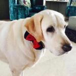 Nidhhi Agerwal Instagram - My Dear Boozo, the day you came into our lives was the happiest day for us. You have taught us how to love unconditionally. You have made us all better people. Thank you for being the best dog and best friend anybody could ask for. You are light now and will always be with us 🤍 may your beautiful soul rest in peace 🤍 love you always Boozo 🤍 @rajesh_agrawal9 @induagerwal @tanveagerwal