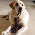 Nidhhi Agerwal Instagram - My Dear Boozo, the day you came into our lives was the happiest day for us. You have taught us how to love unconditionally. You have made us all better people. Thank you for being the best dog and best friend anybody could ask for. You are light now and will always be with us 🤍 may your beautiful soul rest in peace 🤍 love you always Boozo 🤍 @rajesh_agrawal9 @induagerwal @tanveagerwal